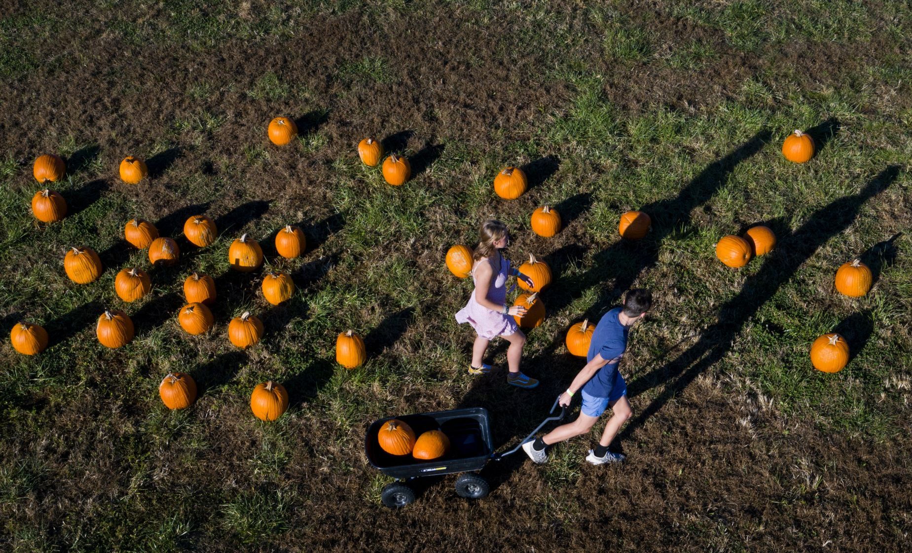 Brookdale Farms corn maze